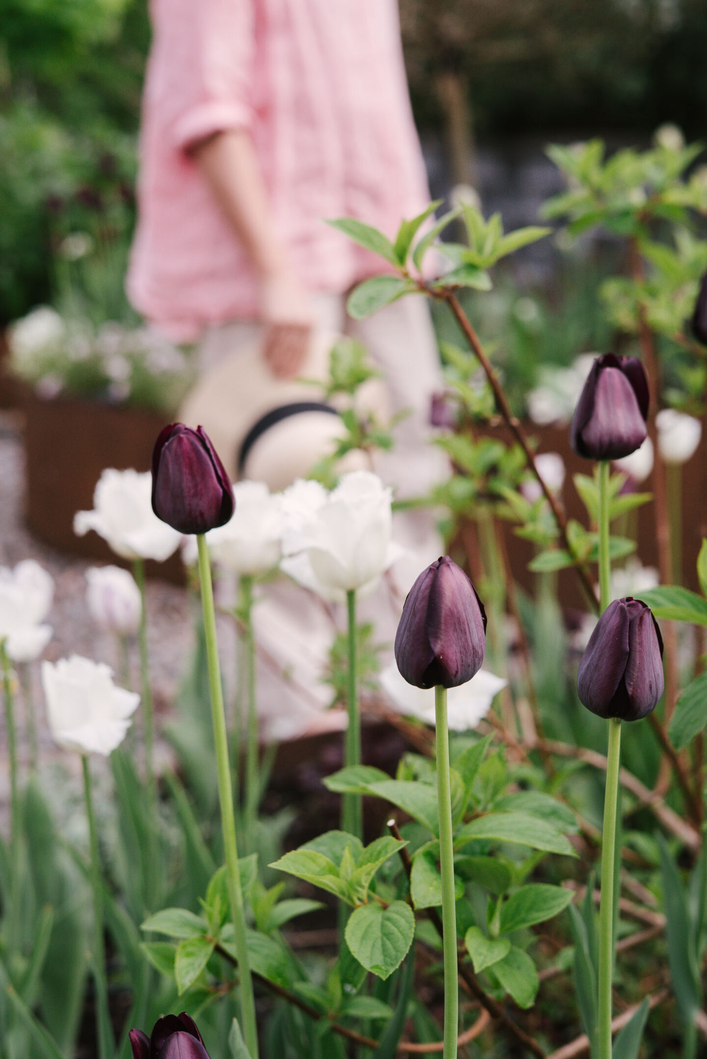 Tummia 'Queen of Night' -tulppaaneja ja valkoisia 'Honeymoon' -tulppaaneja kohopenkissä.